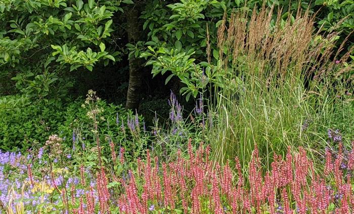 A straight-on close-up of a border with high-summer perennials in reds and blues alongside the golden seed-heads of ornamental grasses.A lush green sm